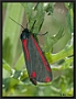 Sint Jacobsvlinder, Cinnabar Moth, Tyria jacobaeae Location: Hoge Veluwe, the Netherlands st